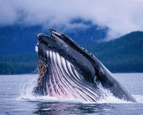 Humpback Whale Wallpapers Wallpaper Cave