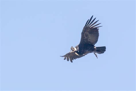 Cóndor Andino Vultur gryphus EcoRegistros