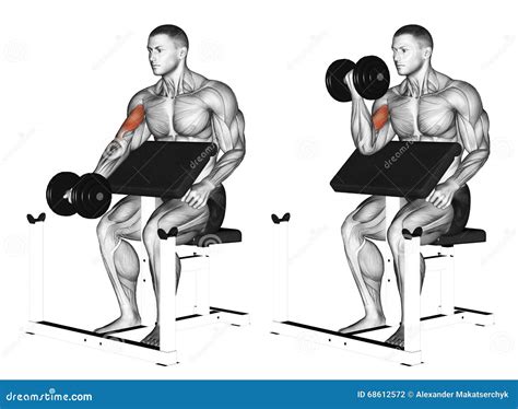 Exercising One Arm Dumbbell Preacher Curl Stock Illustration Illustration Of Curl Workout