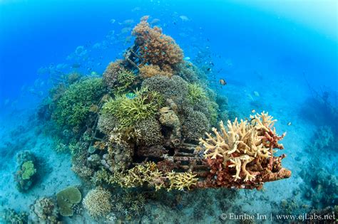 Electric Reefs Enhance Coral Climate Change Adaptation - Global Coral ...