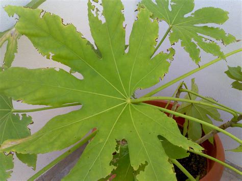 Aralia