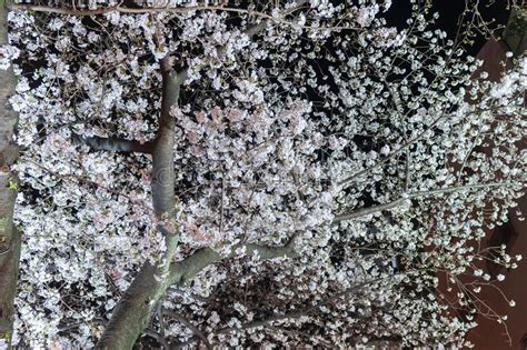 Sakura Flor De La Flor De Cerezo En Estaci N De Primavera Imagen De