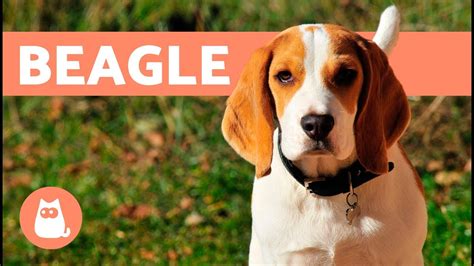 Beagle Dogs – History, characteristics and training - YouTube