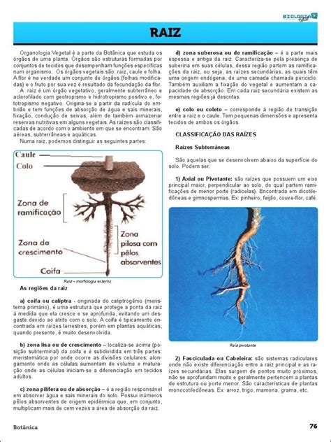 Mapa Mental Sobre ORGANOLOGIA VEGETAL Study Maps