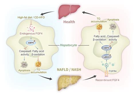 关于非酒精性脂肪肝发病新机制的最新研究 知乎