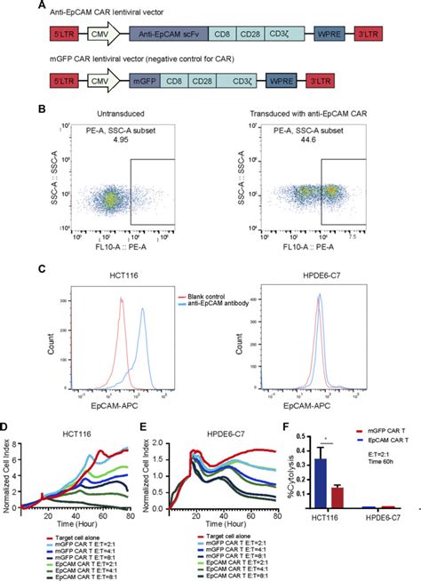 Normal Human Pancreatic Cell Line Hpde C Atcc Bioz