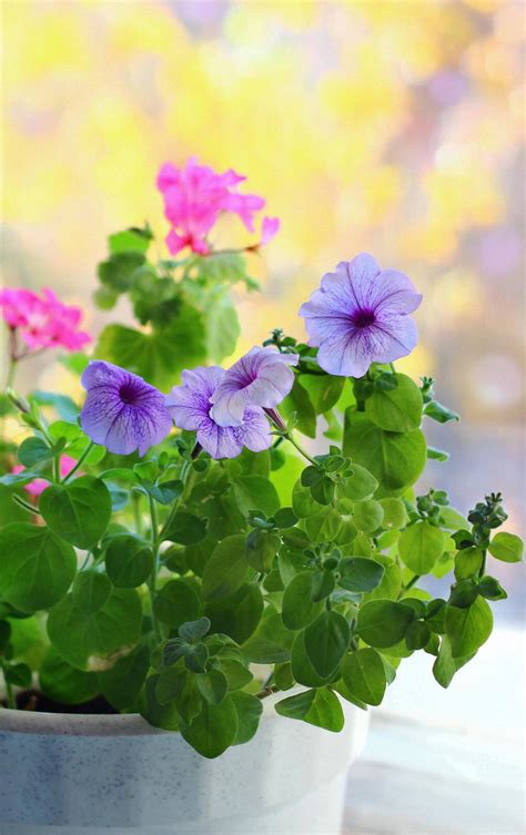 How To Grow Petunias In Pots Green Packs