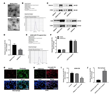 Figure 4 From Tumor Cell Derived Exosomal MiR 770 Inhibits M2