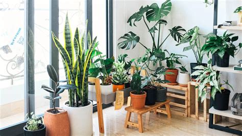 Tipos De Plantas Que Ajudam A Purificar O Ar Da Sua Casa