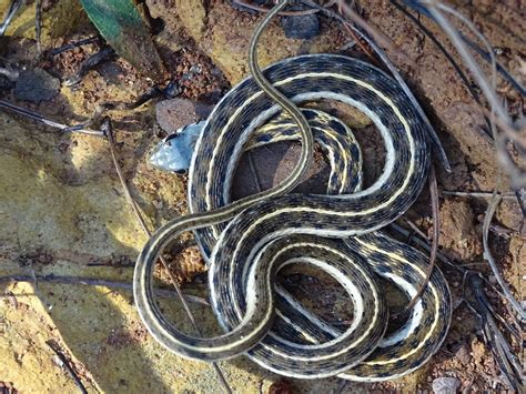 Tropical Black necked Garter Snake from Chiquilistlán Jal México on