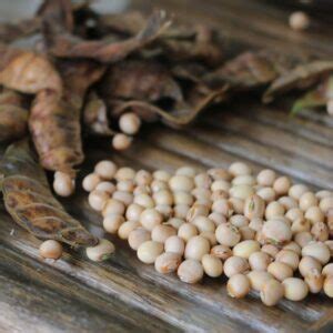 Growing Pigeon Peas In North Florida Easy Florida Gardening