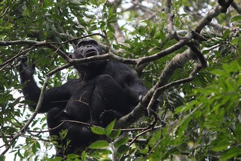 5 Days Budget Gorillas - Pamoja Safaris