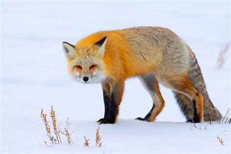 Yellowstone Winter Photo Tours and Workshops — Slonina Nature Photography