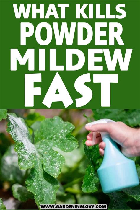 What Kills Powder Mildew Fast Powdery Mildew Powdery Mildew