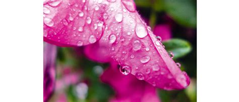 Home photography ideas: Shoot macro water droplets in your garden | Digital Camera World