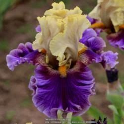 Photo Of Tall Bearded Iris Iris Painted Shadows All Things Plants