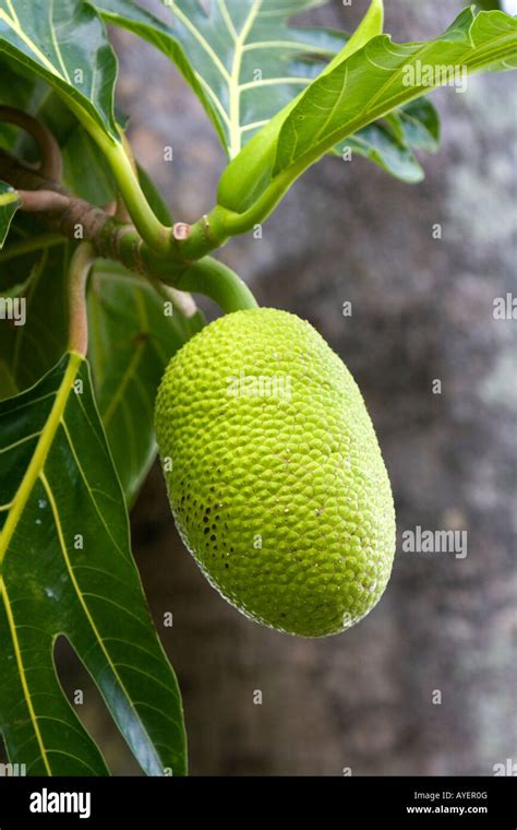 Fruta Del Pan En Un árbol Fotografías E Imágenes De Alta Resolución Alamy