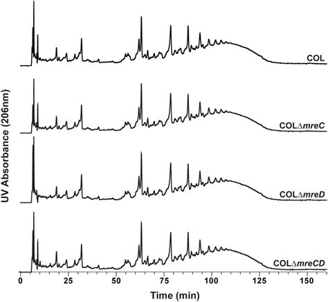 Profiles of peptidoglycan muropeptides remain unaltered in the absence ...