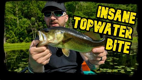 Largemouth Bass Topwater Frenzy Youtube