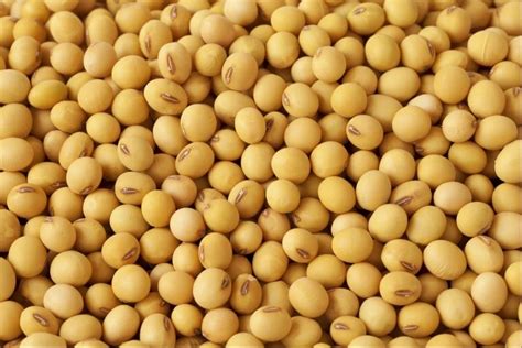 KDS 992 Soybean Seeds At 50 Kg Bengaluru ID 2854393456662