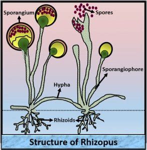 Rhizopus Zygospores Diagram