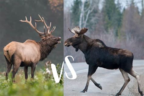 Elk Vs Moose (11 Main Differences) - Wildlife Informer