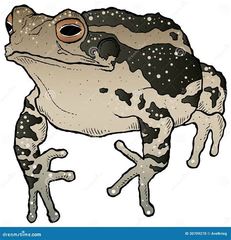 Toad Stock Vector Illustration Of Lazy Fauna Hand 30709270