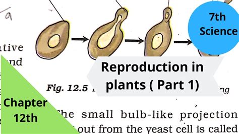 Class 7th Science Ncert Chapter 12 Reproduction In Plants Part 1