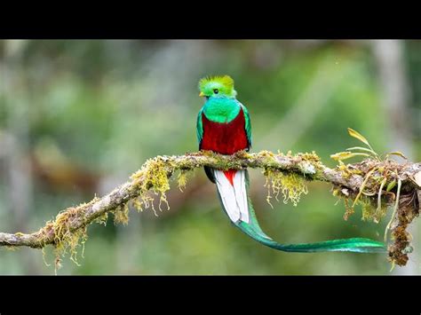 Quetzal Bird