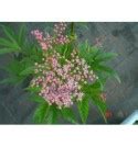 Filipendula Ulmaria Rubra Wi Z Wka B Otna Czerwona