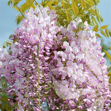 How To Plant Grow And Care For Wisteria Chinese Exporter