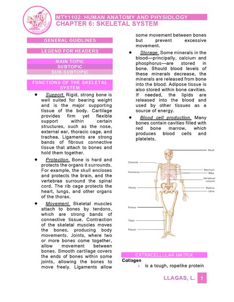 Solution Chapter 6 Skeletal System Studypool