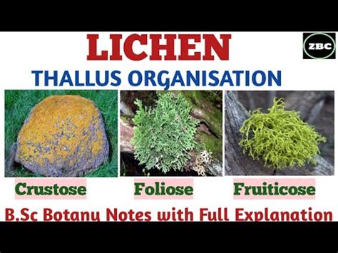 Lichen Types Of Lichen On The Basis Of Thallus Organisation Foliose