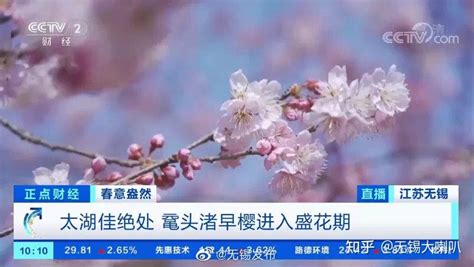 走进无锡太湖鼋头渚共赴一场粉色的约定 知乎