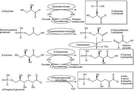 Metabolites Free Full Text Synthesis Of Metabolites And Metabolite Like Compounds Using