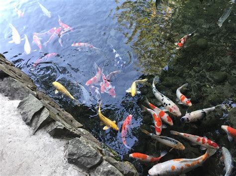 Koi Ponds Travel Japan