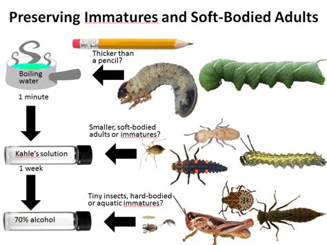 Preserving Insects In Alcohol Ent 425 General Entomology