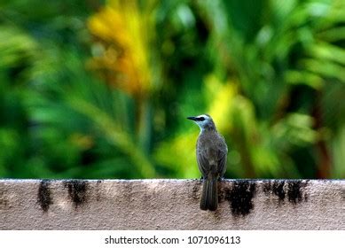 Hollow Bird Bones Photos and Images | Shutterstock