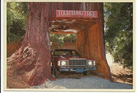 KLAMATH TOUR THRU TREE -KLAMATH CALIFORNIA - VINTAGE COLOR POSTCARD ...