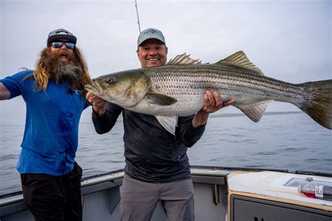 GIANT Striped Bass on Live Eels - On The Water