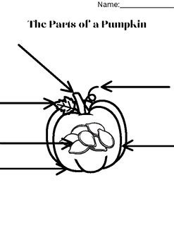 The Parts Of A Pumpkin Labeling Worksheet With And Without Word Bank