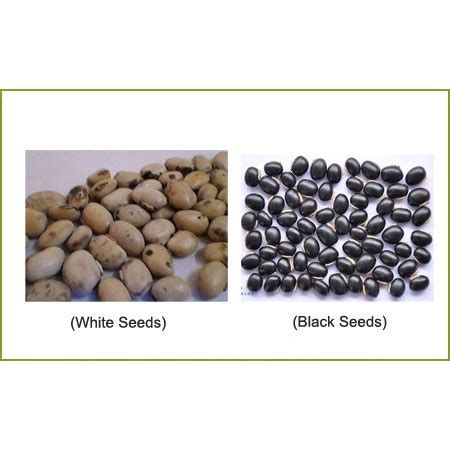 Velvet Bean Powder Black And White Mucuna Pruriens Serbuk Biji