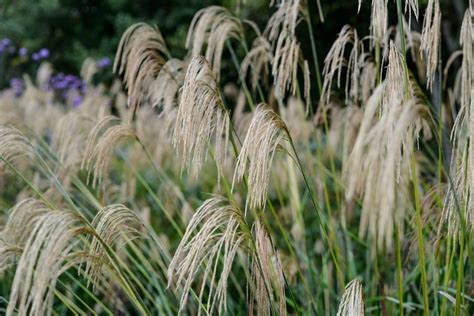 10 Plants For Wildlife Bbc Gardeners World Magazine