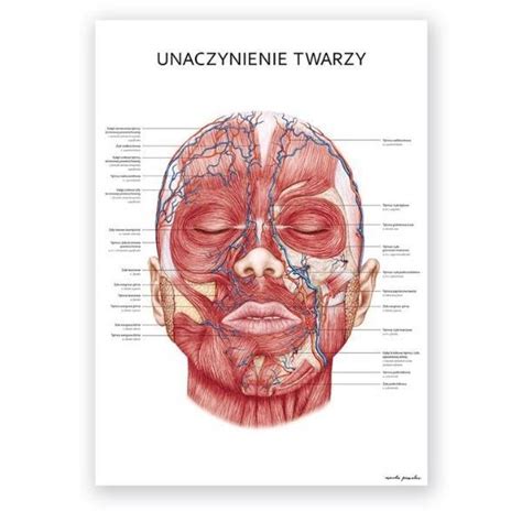 Plakat Anatomiczny Unaczynienia Twarzy Cz Owieka