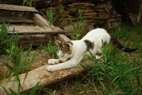 Gato Branco Afiando Suas Garras Em Uma Prancha De Madeira No Jardim