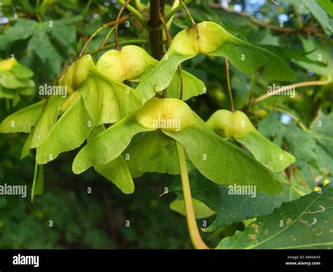 Acer Platanoides Palmatifidum Fotos Und Bildmaterial In Hoher