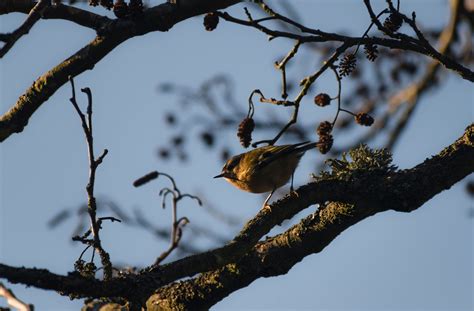 Goldcrest Bird Songbird - Free photo on Pixabay - Pixabay