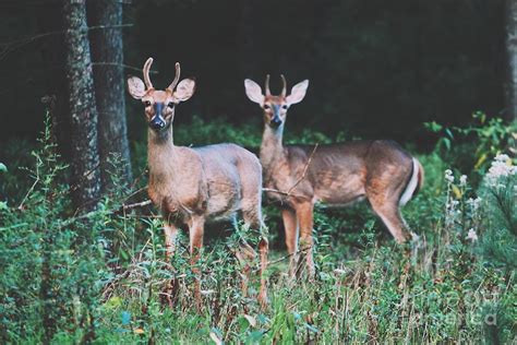 Deer Wildlife - Appalachian Mountains Photograph by John Knipp - Fine ...