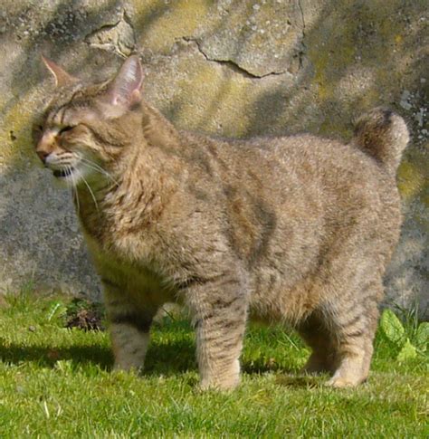 Ovaltes: Pixiebob North American Bobcat Breed and Breeders