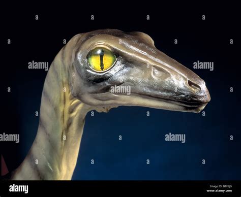 Troodon Claw Hi Res Stock Photography And Images Alamy